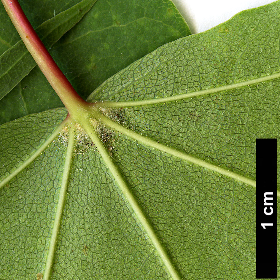 High resolution image: Family: Sapindaceae - Genus: Acer - Taxon: pictum - SpeciesSub: subsp. macropterum